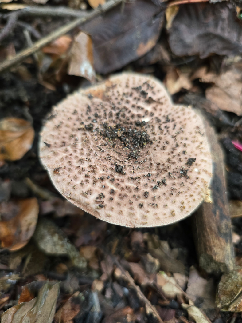 Photo © Jesper Launder Echinoderma perplexum by Jesper Launder